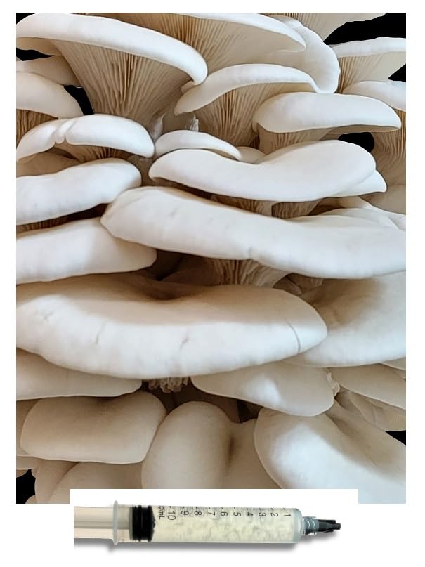 White Oyster Mushroom Mycelium Liquid Culture 10ml