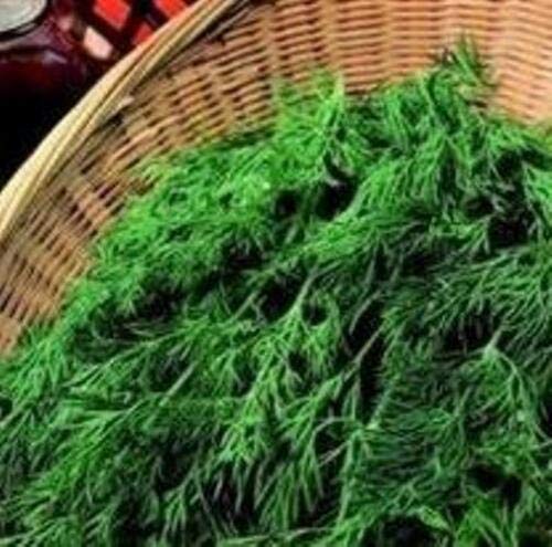 Herb Seeds - Dill - 5000 Seeds by Wafer