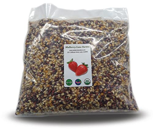 Organic Rainbow Bulk Popcorn 5 Pounds
