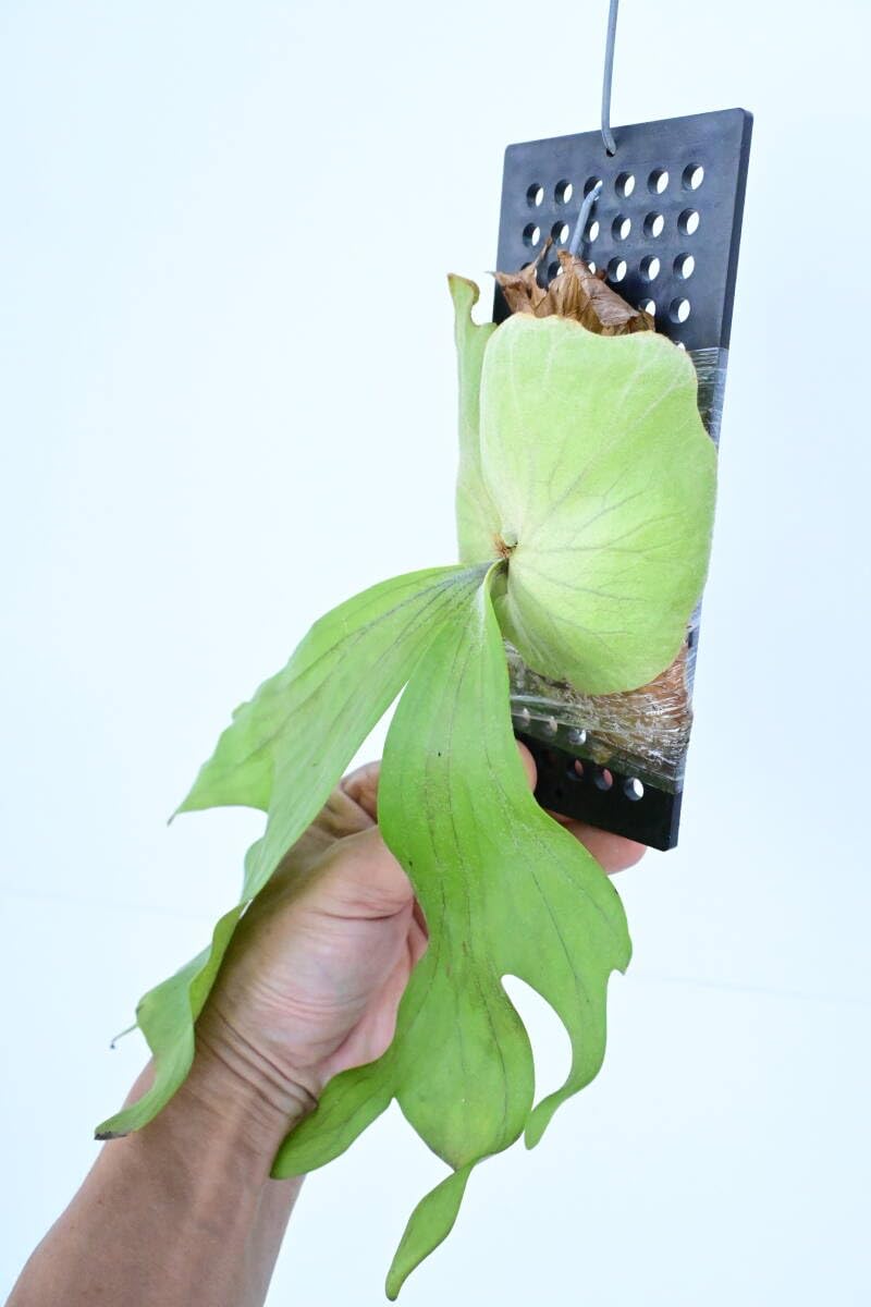 Amazon.co.jp: P.wallichii wild② @bikamori.com ビカクシダ ワリチー