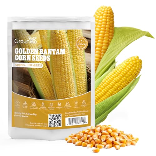 Groundio Golden Bantam Corn Seeds 100 Non-GMO Heirloom Vegetable Seeds High Germination Sweet Corn Seed for Outdoor Home Garden (Zea mays)