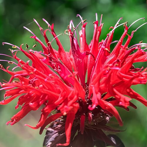 KVITER 100 Red Bee Balm Seeds Perennial (Monarda Didyma) – Wild Bergamot, Pollinator Magnet, Heirloom & Non GMO – Perennial Flower Seeds to Plant Outside, Perfect for Butterfly Gardens & Borders