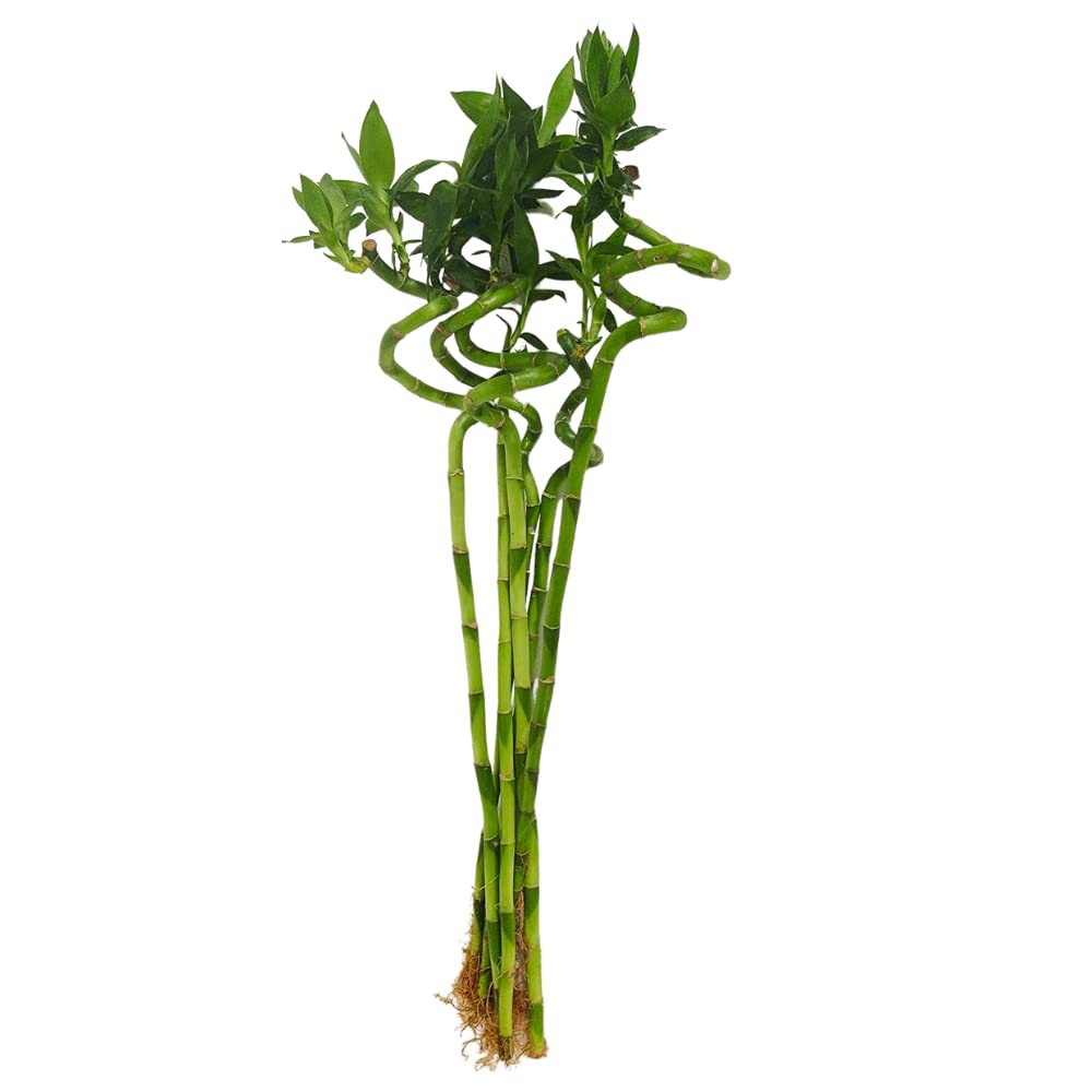 CAPPL Live 45 cm Spiral Sticks Lucky Bamboo Dancing Sticks Indoor Plant (6 Sticks) For Living Room, Desk, Table Corner, Office, Home Decoration (B07YLRNS4W) Amazon Price History, Amazon Price Tracker