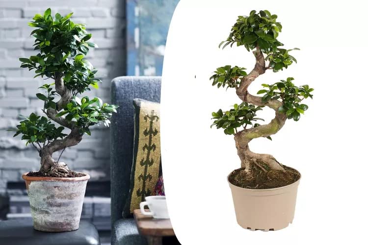 ZynesFlora Bonsai Ficus Gingseng - Kamerplant met pot Ø 27 cm - Hoogte: 70-75 cm - Echte Bonsaiboom - Afbeelding 3
