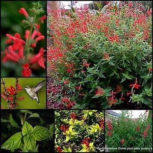 10 PINEAPPLE SAGE Red Salvia Elegans Herb / Flower SeedsComb S/H