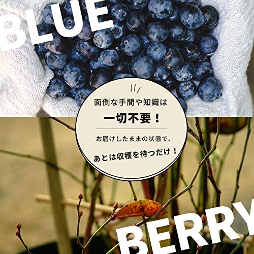 Amazon.co.jp: 【アベックブルーベリー苗木 (2本植え)】 ラビットアイ