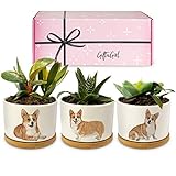 GIFTGIRL Corgi Gifts for Corgi Lovers - Our Corgi Succulent Planters Make Great Corgi Gifts for Women and are Perfect Corgi Gifts for Girls. All Corgi Lovers, Love Corgi Gifts