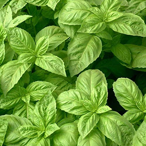 Herb Seeds - Basil Nufar - 500 Seeds by Wafer
