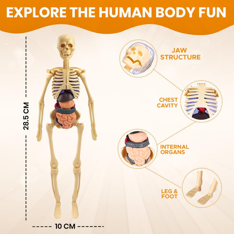 NHR Interactive Human Body Model for Kids 5-12 Years | 29 Pieces Anatomy Kit with Dynamic Body Parts | Birthday Gift | STEM Educational Learning Science Toys & Kits for 5,6,7,8,9,10,11,12 Years 1