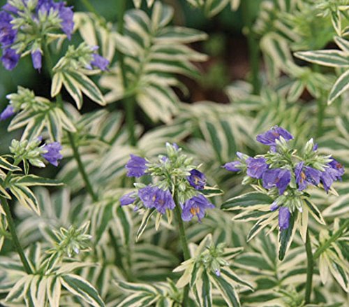 Polemonium caeruleum 'Brise D'Anjou' 15cm Pot Size