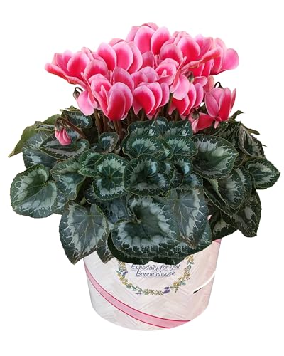 Ԃ̃Mtg VN Mtg v[g  A  a 6  bvXIW