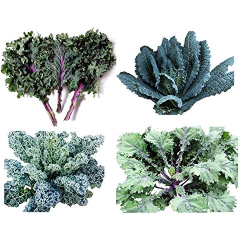 1000+ Kale Mixed Seeds Cover