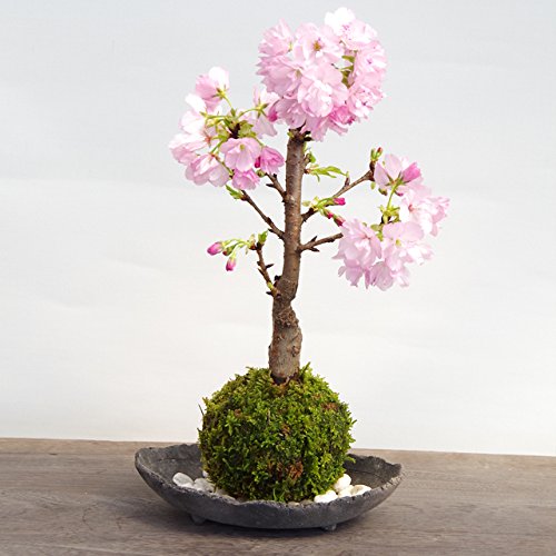 桜・・・そう聞くだけで心和む景色を貴方のもとへ【桜(旭山桜)の苔玉・炭化焼締器・敷石セット】 (敷石の色(白石))