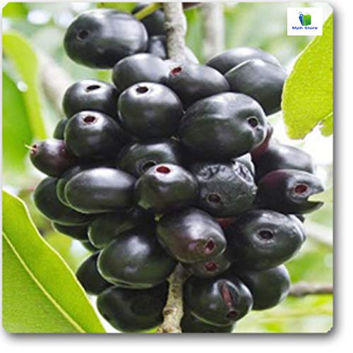 Amazing Store Syzygium gulab Cumini Jam Black hybrid Jamun tree plant