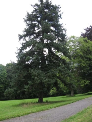 Jezo Fichte, Ajan-Fichte, Baum 50 Samen (Bonsai, Fast, Evergreen) :  Amazon.de: Garten