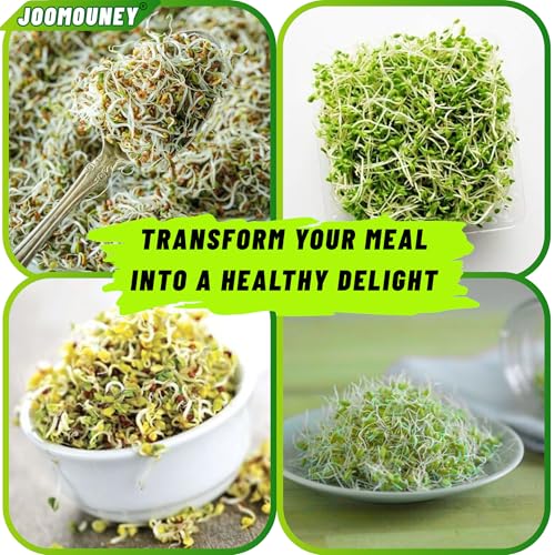 Image of JOOMOUNEY Sprouts Making Glass Jar PACK OF TWO | With Seeds, Sprouter with Mesh Lid | Durable Reusable Sprout Maker Jar for Beans Grains & Seeds | Easy Drainage Hygienic BPA-Free (GREEN)