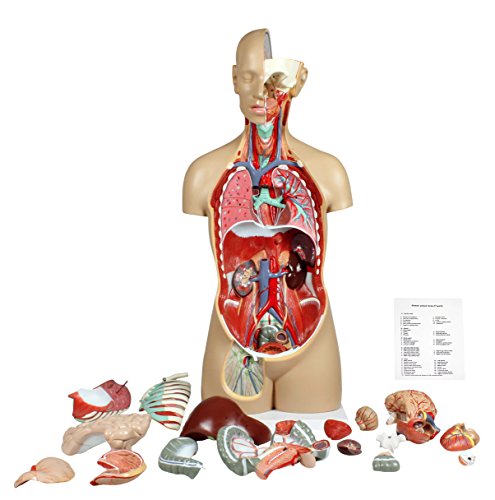 Image of Parco Scientific 17 Removable Parts Sexless Human Torso | Open Back Exposes Muscular Layers, With Instruction Manual and Zip Dust Cover, Human Torso model
