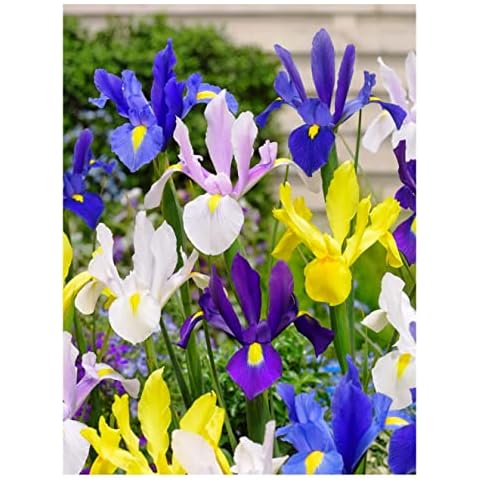 Oliwier's Bulbs Dutch Iris Mix for Spring Cover
