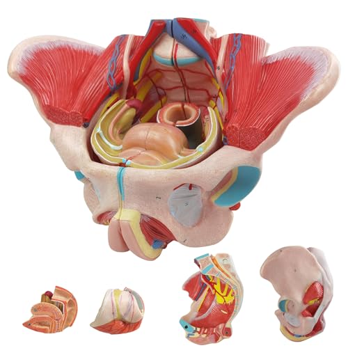 Image of Life Size 4 Parts Human Female Pelvis Model with Pelvic Floor Muscles, Vessels Nerves & Reproductive, Removable Organs, for the teaching of physiology and hygiene in the teaching of anatomy schools