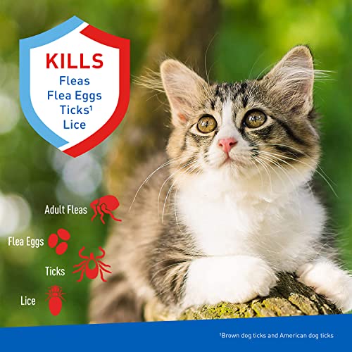 Adams Flea & Tick Cleansing Shampoo For Cats | Flea And Tick Treatment For Cats And Kittens | Kills Fleas, Flea Eggs, Brown Dog Ticks, American Dog Ticks, And Lice | 12 Oz #TOP1