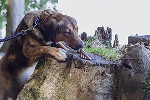 TRIXIE Hundeleckerli Insekten Snack Sticks mit Mehlwürmern 80g – Glutenfreie premium Leckerlis für Hunde - ohne Getreide & Zucker, schmackhafte Belohnung für Training & zuhause - 31659