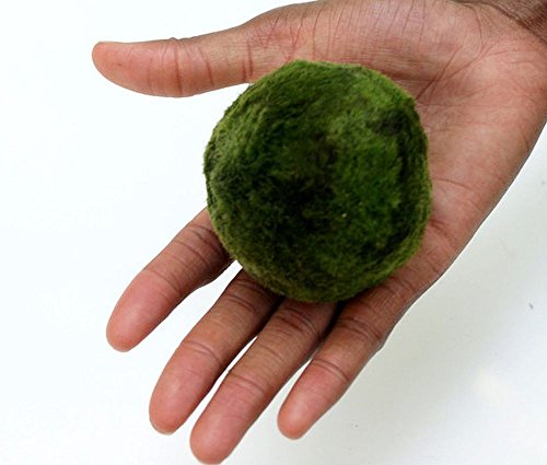 Muschio sfera misura circa 5 A 7 cm – naturalmente varia in dimensione e forma
