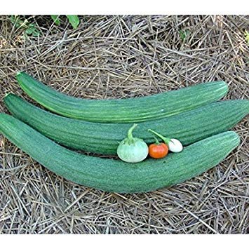 Seeds Germination Seeds : 100 - Seeds : Armenian Metki Dark Green Serpent Cucumber Seeds Bitter Free, Very Mild!! Good!!: Only Seeds