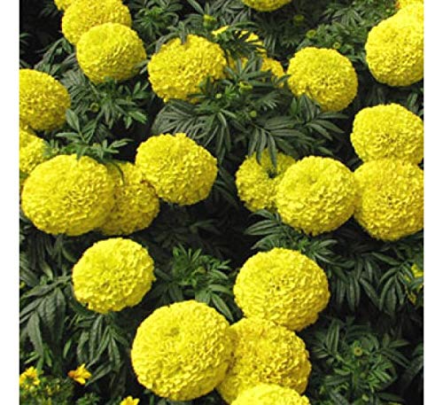 Image of LIVE GREEN Flower Seeds | Marigold Inca yellow | Dwarf Variety | F1 Hybrid | Flower Seeds | For Home Garden & Farming | Pack of 1000 Seeds