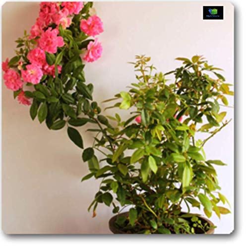 Mphmi Nurseryplant Creeper Rose Plant Amazon.in Garden & Outdoors