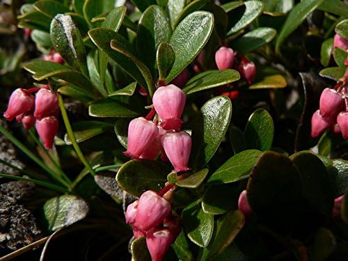 20 Gayuba Arctostaphylos Uva-Ursi Kinnikinnick Pinemat Manzanita Semillas de Flor