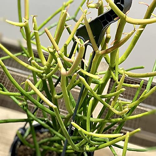 ミルクブッシュの育て方は 枯らさずに栽培するコツと注意点をご紹介 暮らし の ミルクブッシュの育て方は 枯らさずに栽培するコツと注意点をご紹介 暮らし の