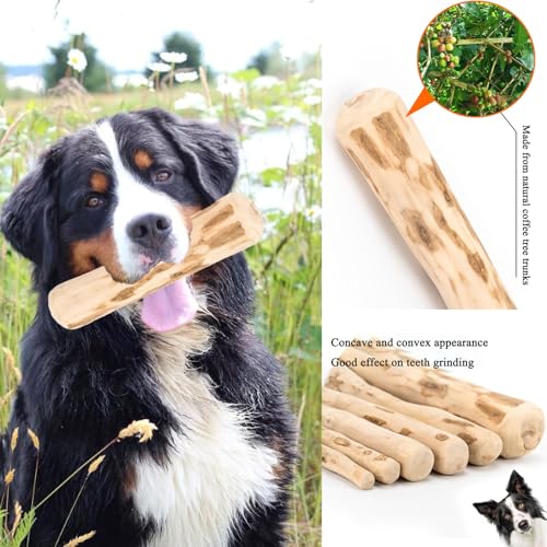 MOAZIFI 3 Stück Kaffeeholz für Hunde, Natürliches Kauholz, Robuster Kauknochen Groß mit Kauwurzel - Sicherer Kauspaß für kleine und große Hunde, hundespielzeug