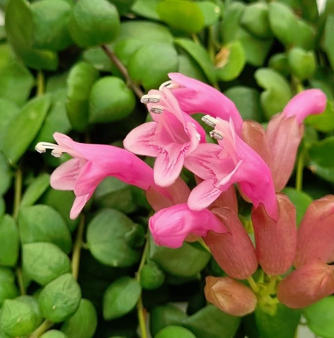 Easy Plant Pink Flowering Lipstick Plant - Aeschynanthus Pink Polka - Trailing Indoor houseplant for Home or Office in 12cm Pot