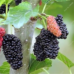 Kleurrijke BlackBerry Albero Frambozen seme stratificato Frutta Seme Moerbei Flora Nero Berry Bonsai Niet-GMO Biologisch 500 stk/zakje 17