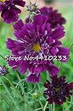 Hot 100 Pcs Chocolate Cosmos Seed Flower Blooms All Summer Long and Has Rich Scent Like Chocolate Home Garden Flower - (Color: h)
