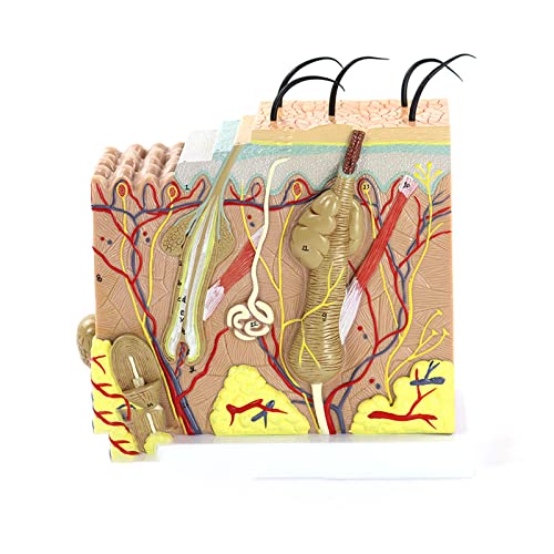 Modelo de anatomía de la Piel Humana (50 Unidades), Capas de la Piel, Tejido capilar, Estructura Interna, Modelo de Ciencias médicas para la formación docente.