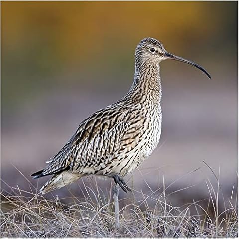 Endangered Species Greeting Sound Card By Really Wild Cards - Curlew Cover