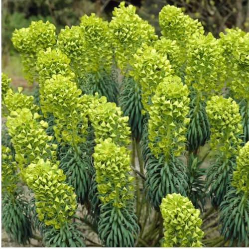 6 x Kreuzblättrige Wolfsmilch - Euphorbia Lathyris Topf 9x9cm: Aufrechter Wuchs, dekorative Samenstände, pflegeleicht.