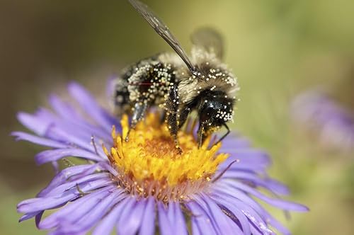 A pollen-covered bumblebee drinking nectar from a swamp aster flower.; Arlington Reservoir Arlington Massachusetts. Poster Print by Darlyne Murawski