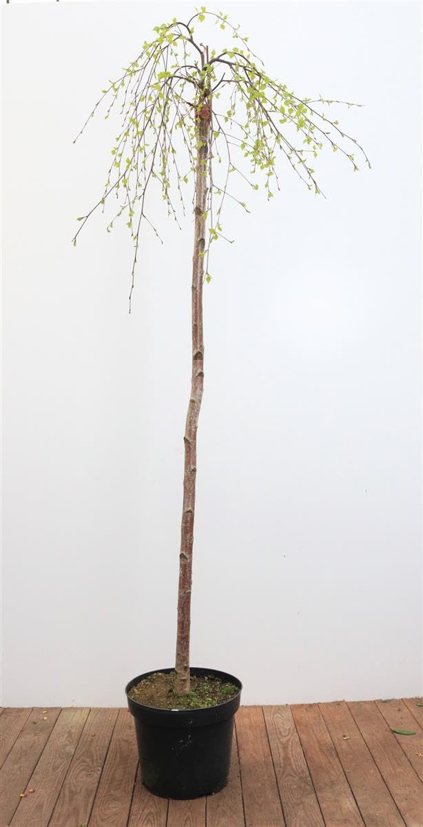 Betula pendula 'Youngii' Sta C15 korona jednoczęściowa. 180- brzoza płacząca "Youngii", mrozoodporna, niemiecka jakość szkółki drzewnej, w doniczce dla optymalnego wzrostu