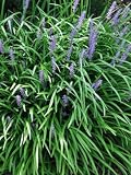 Perennial Farm Marketplace Liriope m. 'Big Blue' (Lilyturf) Ornamental Grass, Size-#1 Container, Lilac Colored Flowers
