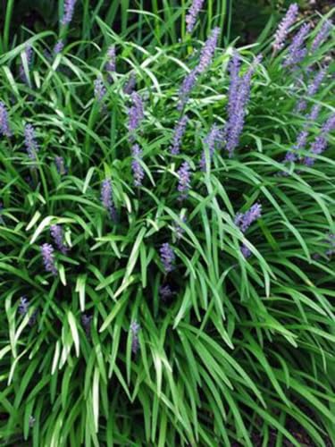 Liriope muscari Big Blue product image