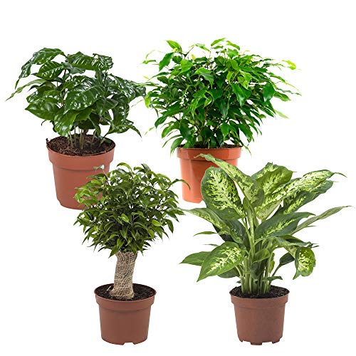 Choice of Green - Plantmix of 4 Pieces: Ficus, Coffes, Dieffenbachia - Live Indoor Plant in Growers Pot Diameter 14 cm - Height 25 cm - Quality from Holland - Fresh from The Grower