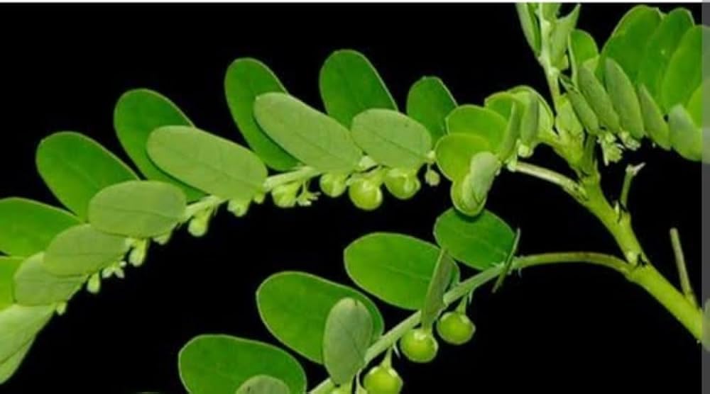 INGLIS PLANTOPIA Live Bhumi amla (Gale of the wind) medicine use with Plastic Pot