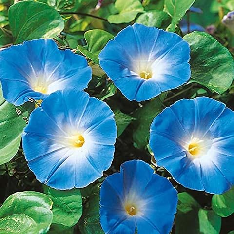 Morning Glory Seeds Heavenly Blue by Country Value Cover