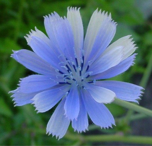 Henry Dean Grass L チコリー AT1342_1_800x.jpg?v=1706508926
