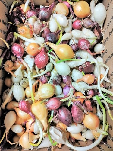 TomorrowSeeds - 3 Colors Mix Onion Sets (Bulbs) - 1 Pound - for Fall 2025 Planting Yellow, Red, White Gardening Excellent Storage Noon Intermediate Intermediate Day