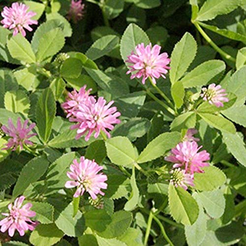 14000 Persian Clover Seeds 28 Grams Heirloom Non GMO USA Harvested pollinator bee Butterfly