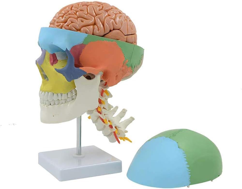 CHROXPVC Teaching Model, Painted Human Skull Model, Anatomy Lab, Human Skull Model, Eco-Friendly PVC Material, Anatomical Model with Base