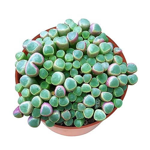 Baby Toes | Fenestraria rhopalophylla, Live Succulent Fully Rooted in 4 inch Nursery Pot, House Plant Home Office Wedding Decoration DIY Projects Party Favor Baby Shower